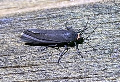 Virbia laeta