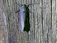 Virbia laeta