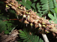 Umbonia