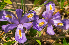 Iris lacustris