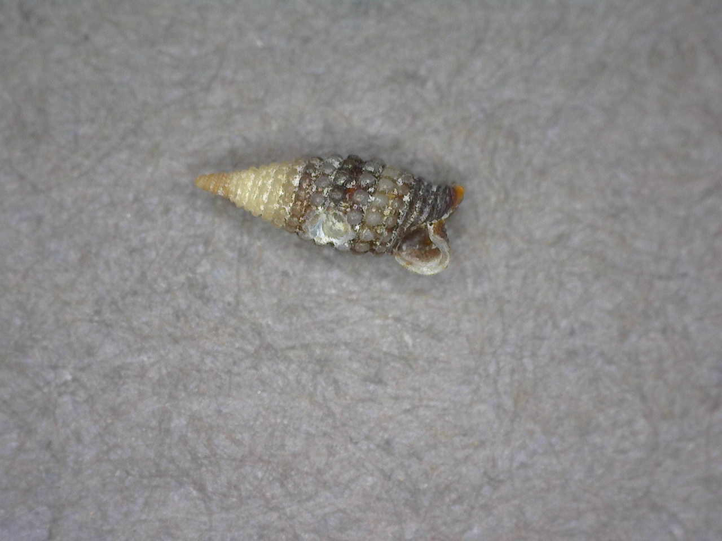 Nanaphora