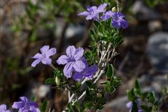 Ruellia parryi