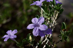 Ruellia parryi