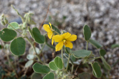 Senna durangensis