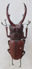 Prosopocoilus astacoides