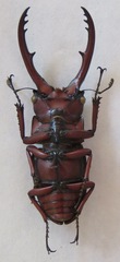 Prosopocoilus astacoides