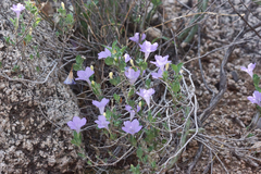 Ruellia parryi
