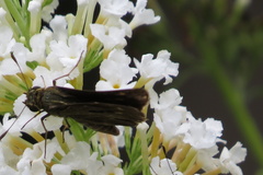 Panoquina ocola