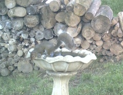 Sciurus carolinensis