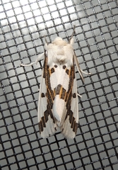 Euerythra phasma