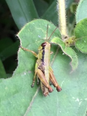 Parapodisma setouchiensis