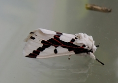 Euerythra phasma