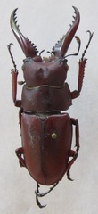 Prosopocoilus astacoides