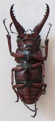 Prosopocoilus astacoides