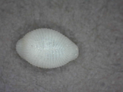 Trivirostra hordacea