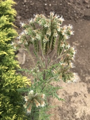 Phacelia alba