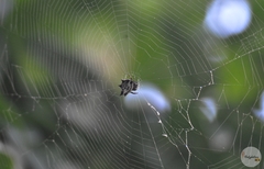 Gasteracantha cancriformis