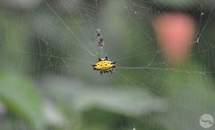 Gasteracantha cancriformis