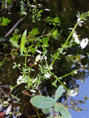 Galium trifidum trifidum