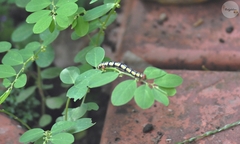Melanchroia chephise