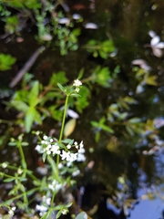 Galium trifidum trifidum