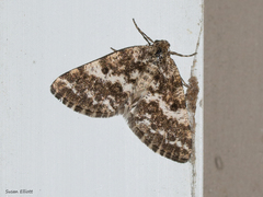 Eufidonia discospilata