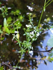 Galium trifidum trifidum