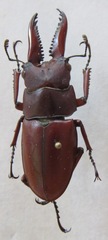 Prosopocoilus astacoides