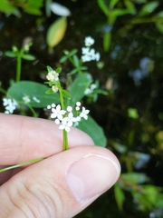 Galium trifidum trifidum