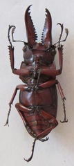 Prosopocoilus astacoides