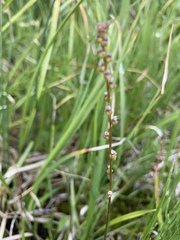 Triglochin palustris
