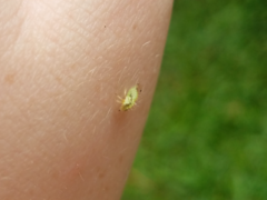 Spissistilus festinus