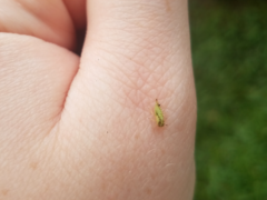 Spissistilus festinus