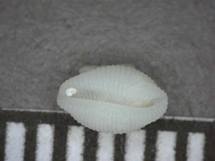 Trivirostra hordacea