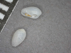 Cystiscus sandwicensis