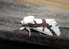 Euerythra phasma