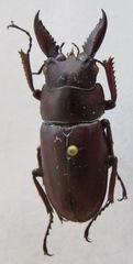 Prosopocoilus astacoides