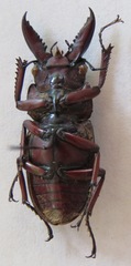 Prosopocoilus astacoides
