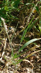 Elymus repens