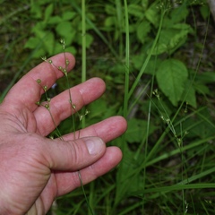 Juncus anthelatus