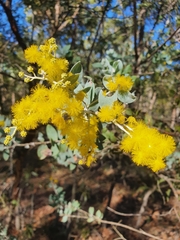 Acacia podalyriifolia