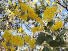 Acacia podalyriifolia