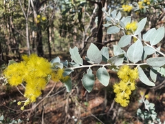Acacia podalyriifolia