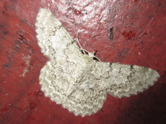 Pingasa pseudoterpnaria