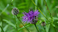 Centaurea scabiosa