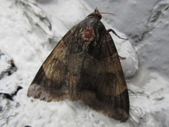 Chrysorithrum amatum