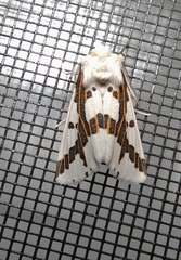 Euerythra phasma