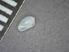 Cystiscus sandwicensis