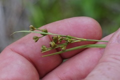 Juncus biflorus