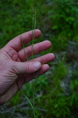 Juncus biflorus